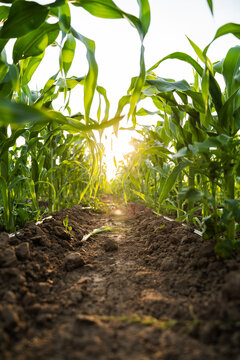 Corn field path with vibrant green crops growing in fertile soil under warm summer sunlight
