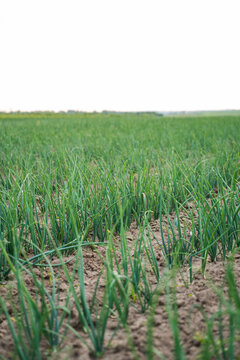 Green onion plants growing in rows on agricultural field under bright sky, farming vegetables