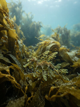Leafy seahorse camouflaged among dense brown kelp in an underwater forest