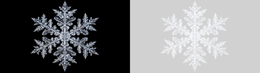 Fototapeta premium Macro cristallo di fiocco di neve dettagliato su sfondo nero e versione trasparente PNG per grafica. Struttura geometrica di ghiaccio invernale ideale per decorazioni natalizie