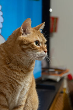 Close Up View of Orange Tabby Cat Looking Away In Living Room Background with Copy Space