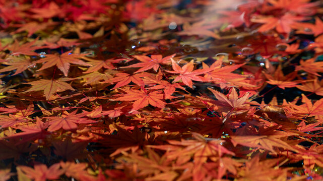 Close Up View of Bright Red Maple Leaves Floating on Water Surface in Autumn Japan Landscape Background with Copy Space