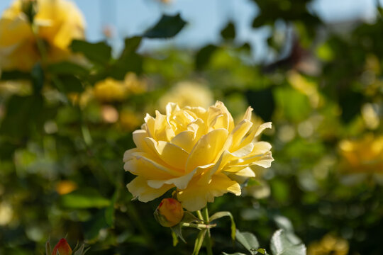 Close Up View of Glowing Yellow Rose Blooming in Sunlight in Spring Garden Background with Copy Space