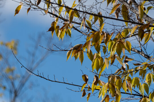 Close Up View of Autumn Yellow Leaves on Tree Branches Against Blue Sky Background with Copy Space