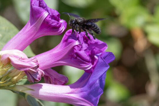 Violet carpenter bee xylocopa violacea pollinating purple flower