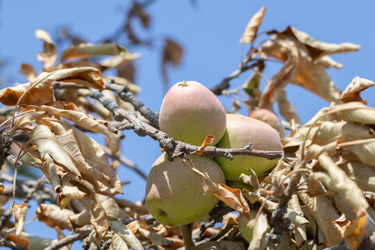 Green apples growing on tree with dry leaves