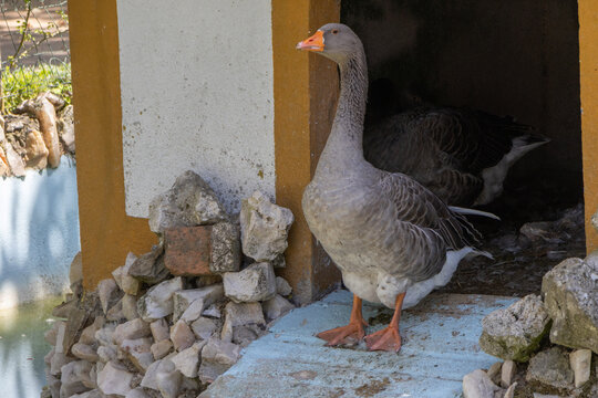 Goose standing in abrantes castle garden bird house