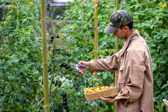 Asian young farmer is picking fresh tomatoes in polytunnel of organics vegetables garden for harvest season and healthy diet food in countryside homestead for agriculture and homestead produce