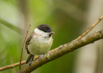 Sikora uboga, Poecile palustris © Piotr