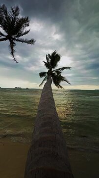 A Tall Leaning Palm Tree Rises Above Choppy Tropical Water, Viewed From the Base Along Its Trunk Beneath Dramatic Clouds, Evoking Wild Coastal Nature Vertical video.