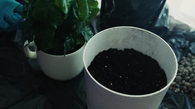 Person in blue gloves repotting houseplant into ceramic pot
