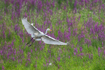 Czapla biała, Ardea alba © Piotr