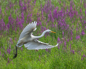 Czapla biała, Ardea alba © Piotr