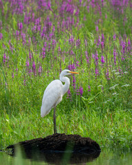 Czapla biała, Ardea alba © Piotr