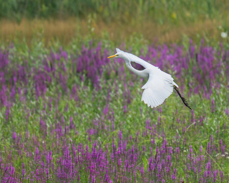 Czapla biała, Ardea alba