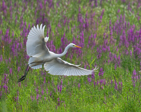 Czapla biała, Ardea alba