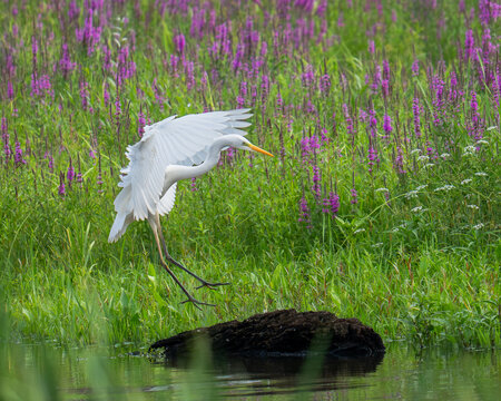 Czapla biała, Ardea alba