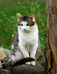 Domestic tabby and white cat sitting gracefully on rock outdoors close up © Simas