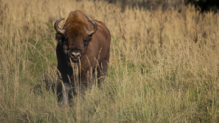 European bison wisent walking through tall dry grass field looking at camera © Simas