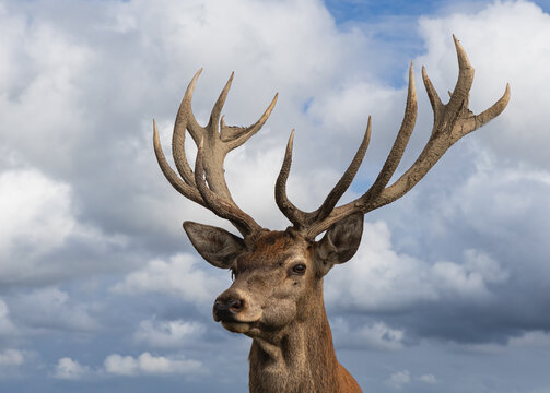 Majestic red deer stag portrait with impressive antlers against cloudy sky background