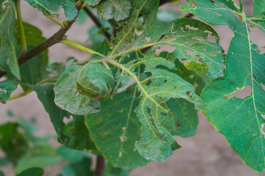 Partially eaten by the larvae of insect pests, twisted green leaves of a fig tree on the branches close-up. A living example of damage and deterioration of crops and crops.