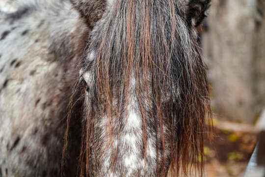 Close-up of a gray horse with long dark mane and white markings, standing in a natural forest setting with blurred trees in the background, elegantly showcasing animal.