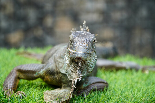 A large green iguana rests on vibrant grass with a textured stone wall blurred in the background, showcasing its detailed scales and calm demeanor in a natural outdoor setting.