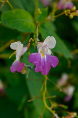 Purple impatiens flowers hanging naturally among green leaves. © Елена Плотникова