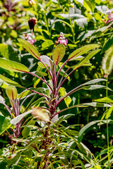 Obraz premium Pink oleander flowers blooming above narrow green leaves.