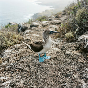 Blue footed booby standing on rocky coastal ground with its beak held open