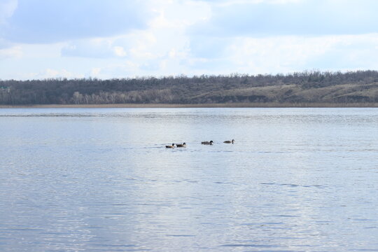 Wild ducks swimming on a calm river with a distant shore