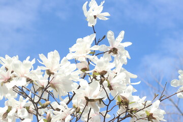 Cluster of white magnolia flowers blooming against a bright blue sky © Norvi
