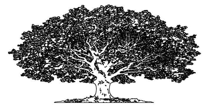 Majestic deciduous tree sketch isolated on transparent background for architectural rendering and landscape design