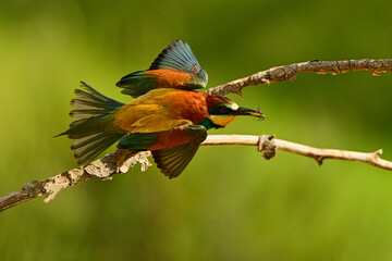 Żołna pszczołojad, Merops apiaster, Bee-eater © Tomasz