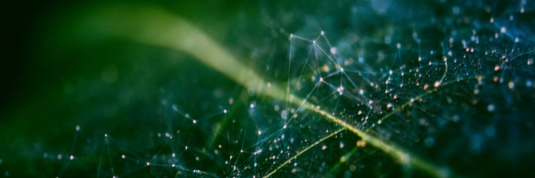 Blurred abstract greentech network on green leaves with glowing digital connections