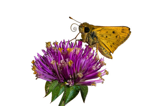 Fiery Skipper (Hylephila phyleus), Butterfly, Perched on a Globe Amaranth (Gomphrena globosa) Bloom, Showing its Coiled Proboscis, Over a Transparent, Isolated PNG Background