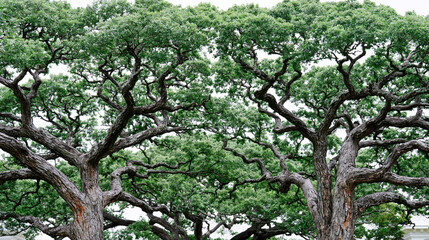 Fototapeta premium Large spreading canopy of a mature green tree with branches woodland environment