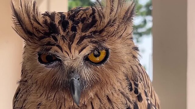 Close-up footage of eagle owl with striking orange eyes and feather tufts.