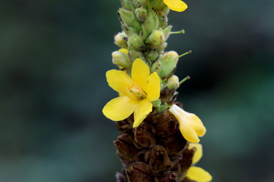 Great Mullein (Verbascum thapsus).