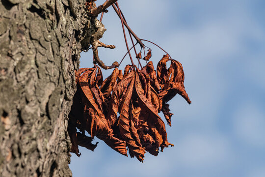 Dry leaves hanging on a tree branch under a clear blue sky