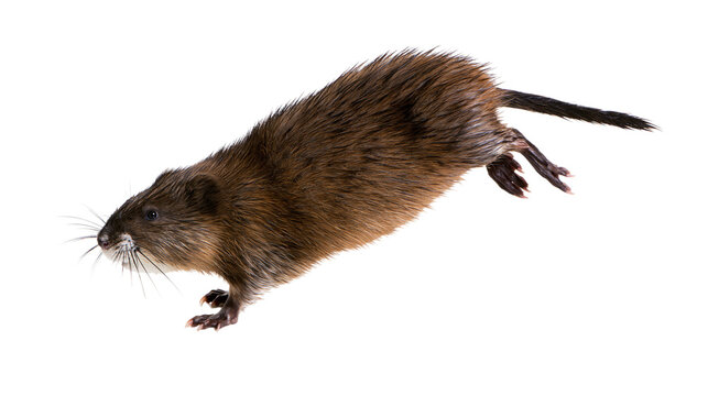 Brown muskrat with wet fur and long whiskers isolated on transparent background PNG element