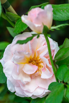 Primo piano di una coppia di rose in un giardino verde