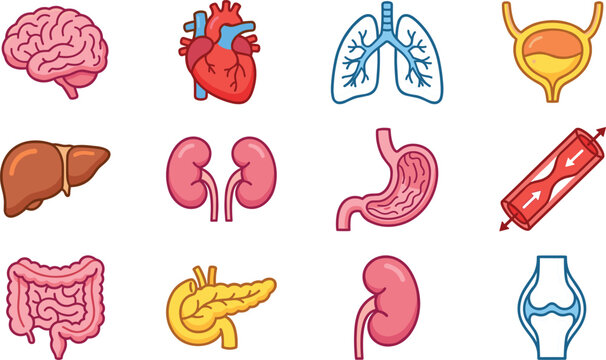 Human internal organs vector illustration pack featuring brain heart lungs stomach liver kidneys and digestive system biology diagrams