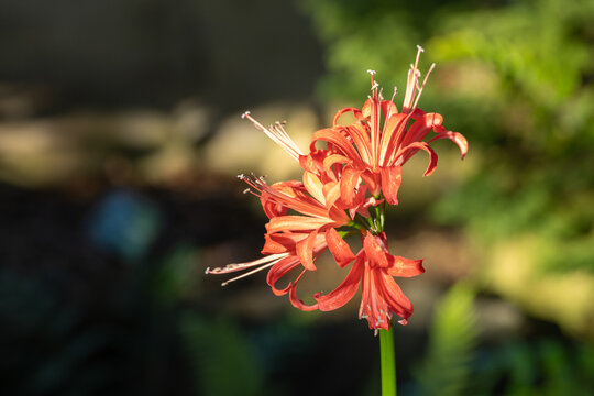 Close Up View of Bright Orange Red Spider Lily Flower Blooming in Sunlight with Dark Green Bokeh Background and Copy Space