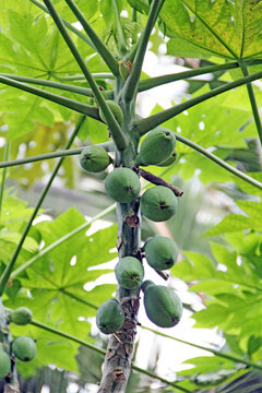 Green papaya fruits growing on a tree trunk in a tropical garden