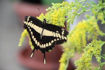 Giant swallowtail butterfly resting on yellow flowers in a garden © alexmak