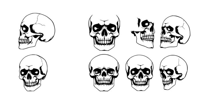 Skulls set with six skulls arranged in a 2x3 grid rendered in detailed monochromatic ink style featuring cross-hatching, bone structure, directional lighting and dramatic shadows with artistic mood