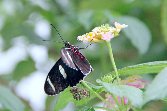 Sara longwing butterfly drinking nectar from flowers close up