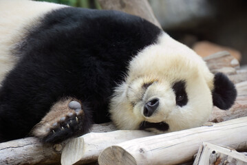 Panda bear in zoo. Hong Kong © Oleg Znamenskiy