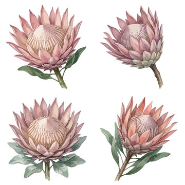 Watercolor Protea Flower Botanical Illustration Set Featuring Pink King Proteas with Green Leaves